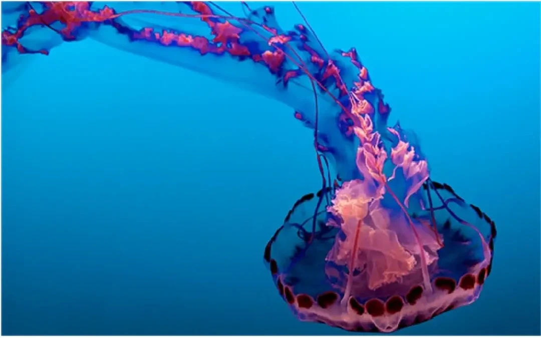 ¿Qué hacer ante una picadura de medusa?
